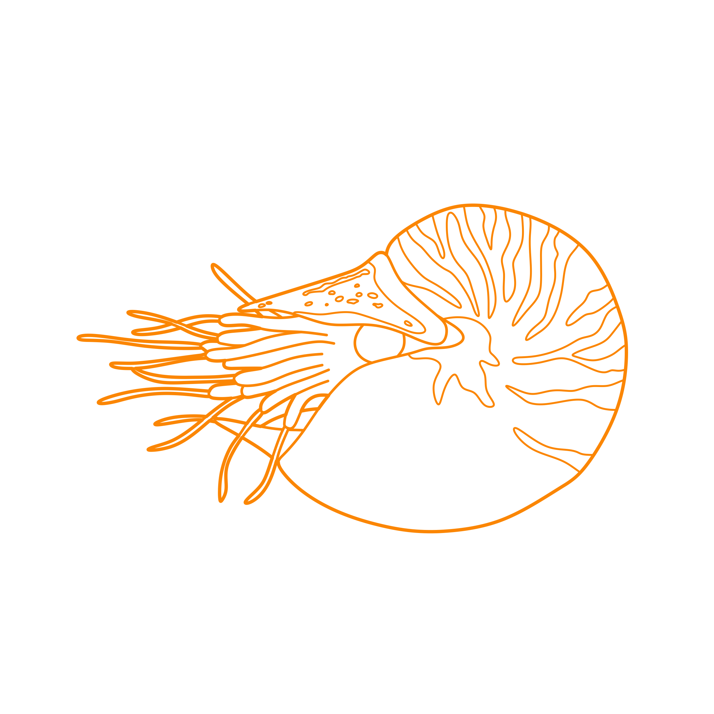 Animals Cephalopods Chambered Nautilus Sketch Drawing Svg Free Vectors